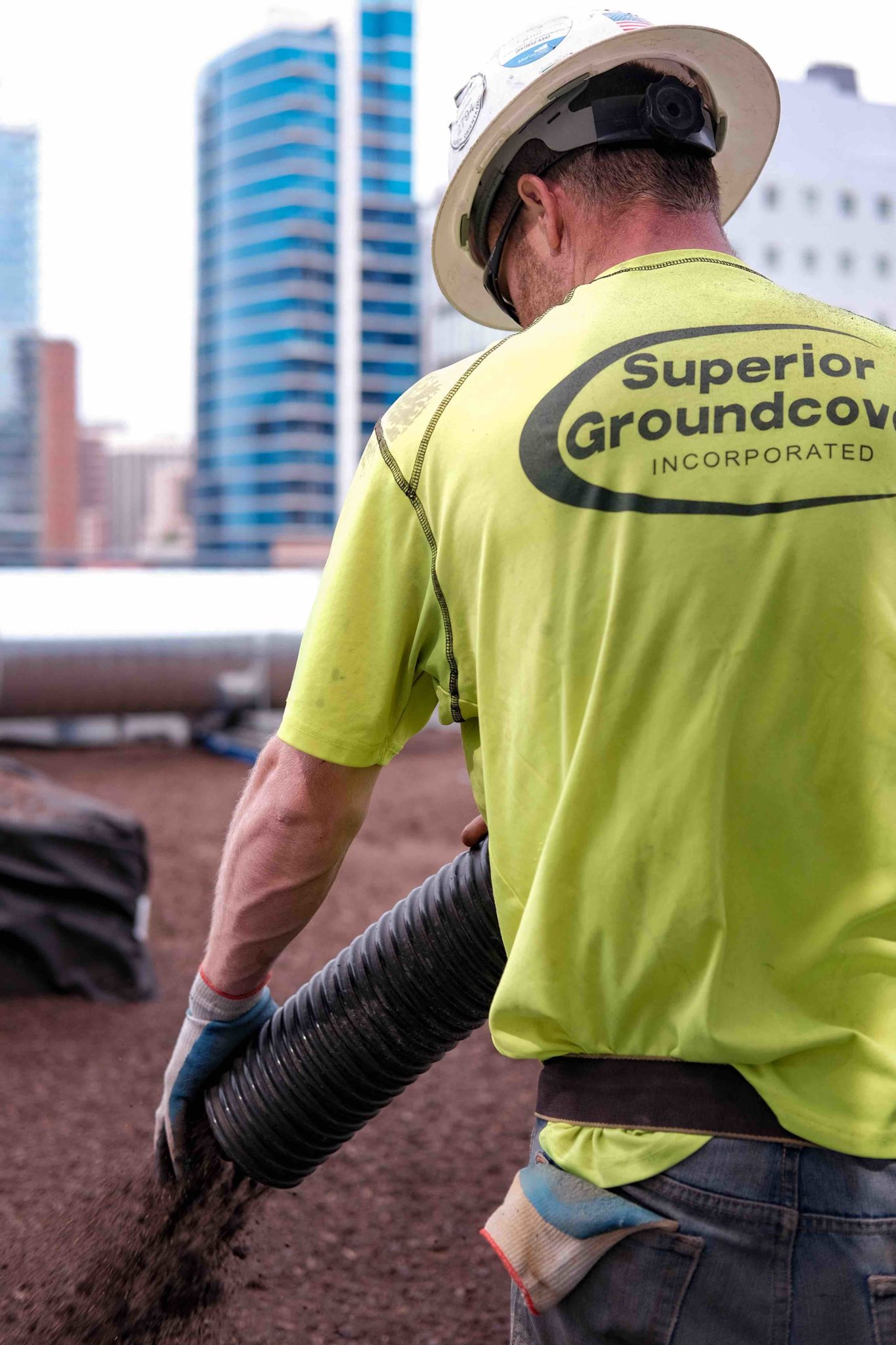 ground cover green roof